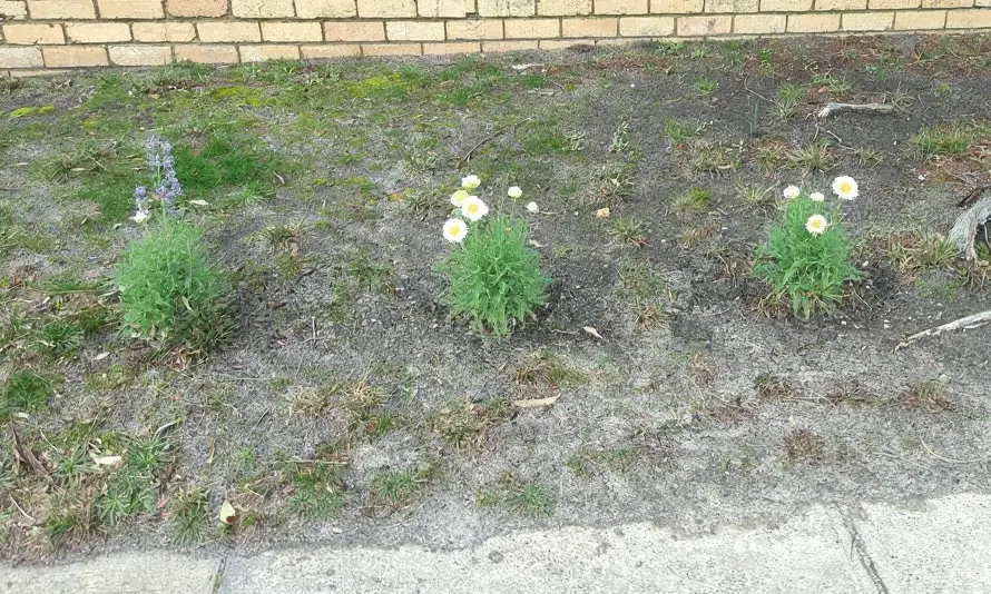 Freshly planted