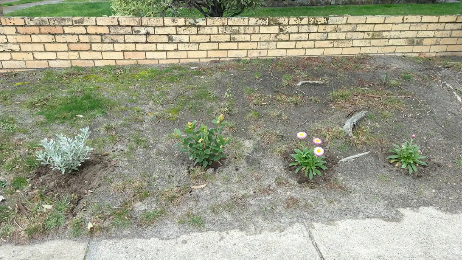 Freshly planted